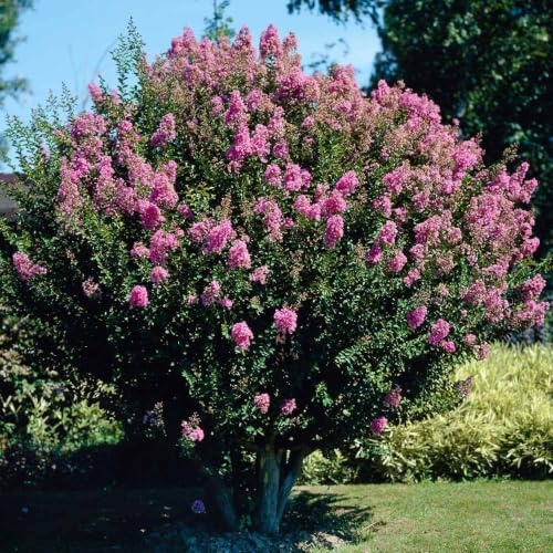 Pianta di Lagerstroemia indica (Mirto Crespo) a Cespuglio in Vaso ø33 cm, Altezza 100/120 cm, Lillà delle Indie, Colori Casuali, Vivaio di Castelletto