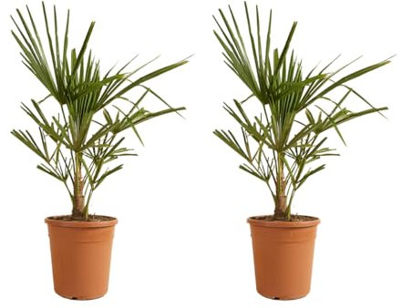 Bloomique - 2er Set - Trachycarpus Fortunei - Chinesische Hanfpalme - Palmen Winterhart Draußen - Höhe 60-70 cm - Topf 21 cm