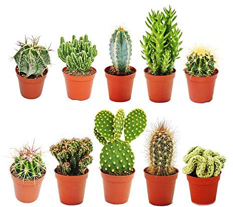 Pack de 10 Cactus Diferentes en Macetas de 5cm Plantas Naturales