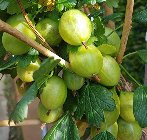 Stachelbeere `Tatjana´, fast stachellose Triebe, Buschform, 40-60cm, im Topf