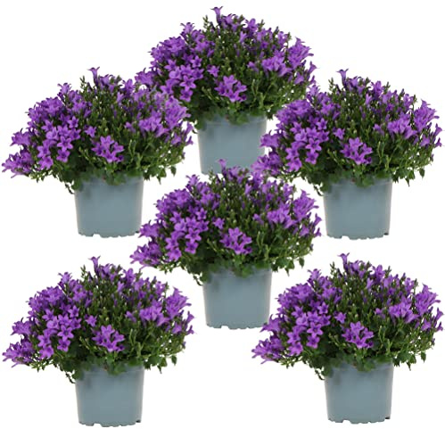 Campanula Addenda viola - Set di 6 piante facadier