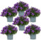 Campanula Addenda - Glockenblume lila Topfgröße 12cm - 1m2 Bodendecker - 6 Pflanzen - Ambella lila - Gartenpflanzen - winterhart