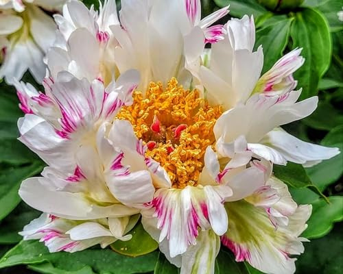 I bulbi di peonia dal profumo intenso sono adatti alla piantagione in giardino, con colori eleganti e nobili-1bulbi-A