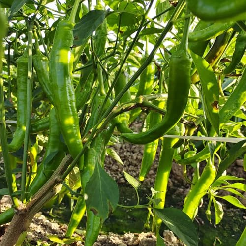 semillas de pepperoni - chile de viejas, interior exóticas de chile Camas elevadas para el jardín, comprar 100pcs