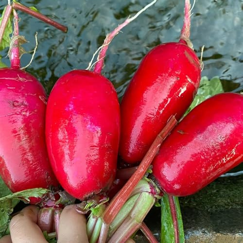 semillas de rábano orgánico - rábano - jardín, para bancales 1500pcs