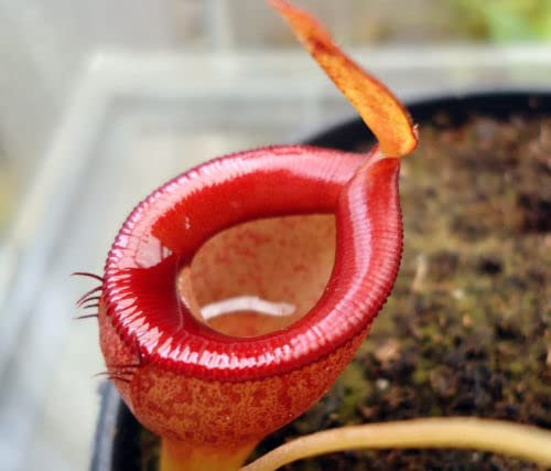 5 semi di NEPENTHES EYMAE semi di pianta carnivora