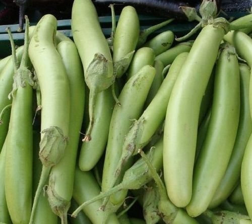 Semi di melanzane 50 Louisiana Long Green Seeds Melanzana 100 giorni