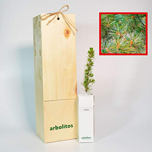 CEDRO libanés - Arbolito en caja de madera de pequeño tamaño- PLANTA VIVA (1)