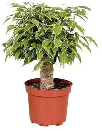 Ficus Benjamina Kinky - Ø 12 cm - 28 cm