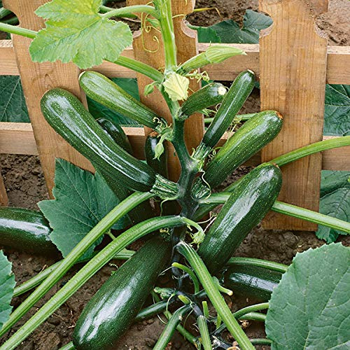 Courgette Black Forest F1 Quality Kings Seeds Vegetable Packs