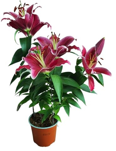 Lirio Natural - Planta de Interior y Exterior de Poco Riego y Flores Hermosas