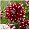 Plant in a Box - Tubérculos de dalia - 3 pzs - Dahlia 'X-Factor'