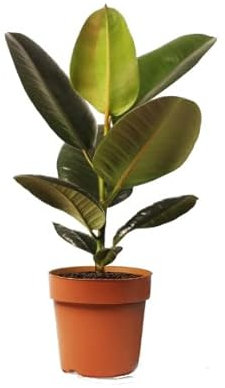 Árbol Natural de Interior o Exterior Ficus Elastica