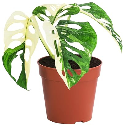 Dehner Fensterblatt, Monstera adansonii variegata, grün-weiß panaschierte Blätter, 25 cm inkl. Pflanztopf, Ø Topf 12 cm, Zimmerpflanze