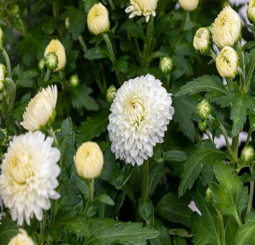 Krysantemum blomfrön vit