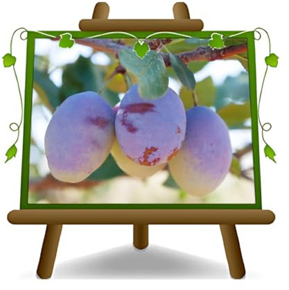Prunes CUISSE DE MONACA de Velletri –Plante fruitière vieux porte greffe myrobolan sur pot 26- arbre max 200 cm - 4 anS