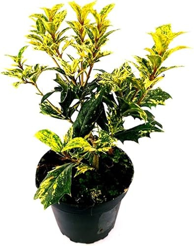 Acebo Árbol Natural Perfecto para Decorar los Exteriores del Hogar