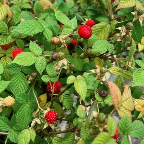 semillas de fresa silvestre orgánicas raras comprar fresas silvestres, interior fresca Decoración de jardín 85pcs