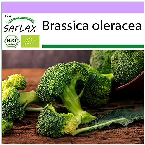 SAFLAX - Ekologiskt - Broccoli - Calabrese - 100 Frön - Brassica oleracea