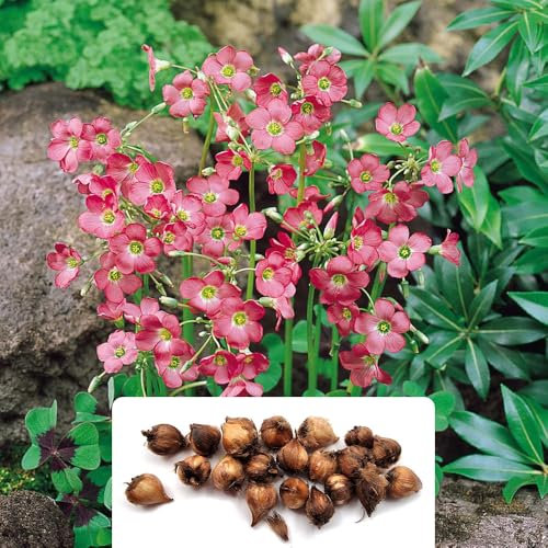 20 Oxalis Iron Cross Bulbs – The Good Luck Plant – Perennial with Velvety Leaves – Summer-Flowering Bulbs for a Stunning Garden – Perfectly Grown for UK Climate