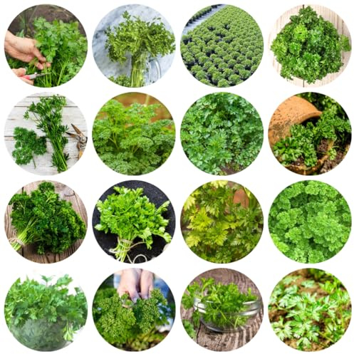 semillas de perejil en resistentes de perejil perenne resistente, tradicionales, 1200pcs