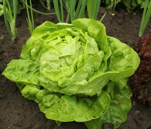 Roselyn Seeds All Year Round Lettuce Seed - 1000 Seed Packet - Crisp Butterhead Variety for Greenhouse or Outdoor Planting