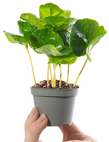 Baby Arabian Coffee Plant - Coffea Arabica | Small Evergreen Houseplant | Air Purifying Indoor Plant for Home, Office, Kitchen, Bathroom