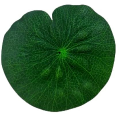 Yusheng Nenúfares realistas - Hojas de Loto de Espuma Flotante Artificial | Hojas de Loto de Rana estimuladas, Hojas de Loto, Almohadillas de nenúfar para Estanque, Piscina, Peces Koi, Patio