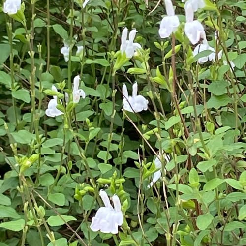salbei exotische heilkräuter garten geschenk salbeisamen blumensamen balkon küchenkräuter teingartenpflanzen winterhart gartenblumen gartendeko für draußen kräutergarten küche geschenk 100samen