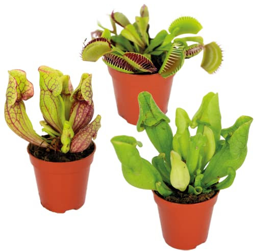 Lot de 3 - Plantes carnivores - Mélange - Plantes d’intérieur - Faciles d’entretien - ⌀6 cm - 5-10 cm