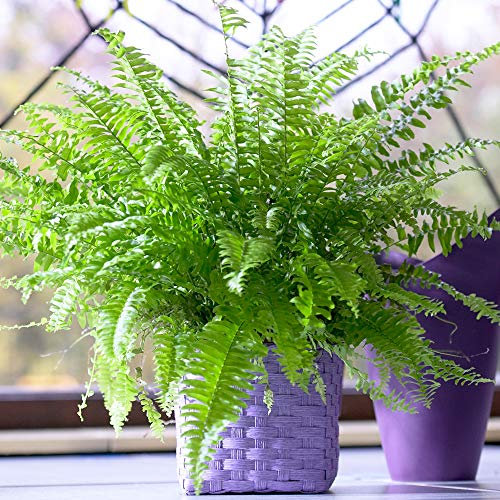 Fougère de Boston Fraîche - Plante d'intérieur en pot de 25 à 35 cm pour purifier l'air - Cadeau