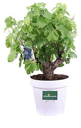 Bonsai di Vitis Vinifera Bonsai di Vite Europea pianta da esterno Bonsai ornamentale di Vite Pianta decorativa di Vitis Vinifera pianta vera venduta da eGarden.store