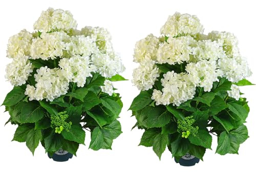 QIANYUN Artificial Hydrangea Tree 29 Tall (Set of 2), Faux White Hydrangea Plant in Pot, Realistic Artificial Plant for Indoor Outdoor Porch, Patio, Balcony Decor