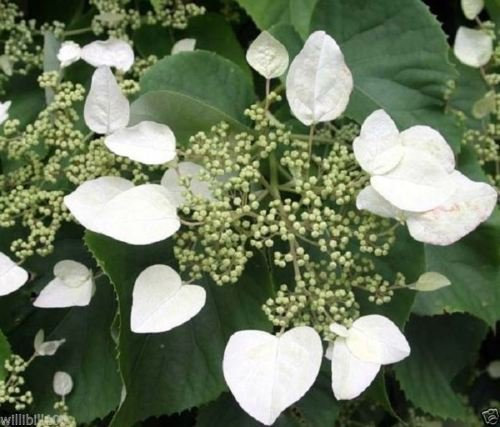 100 graines de vigne hortensias japonaise graines (Schizophragma hydrangeoides) 'Moonlight' -Zone 5