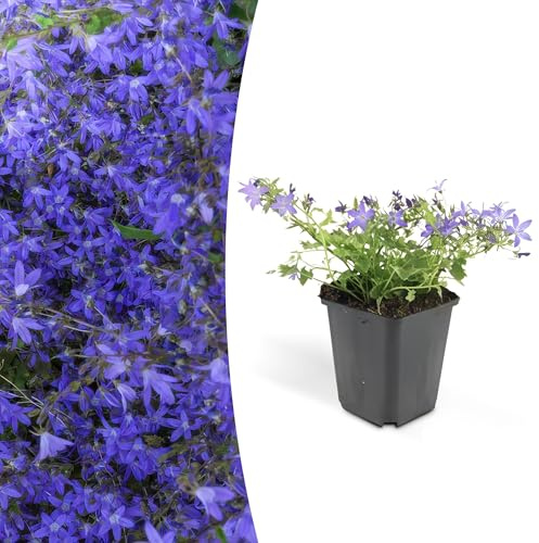 Campanula poscharskyana 'Stella' | 12 stuks - 10-25cm - Ø9cm - Pianta da giardino