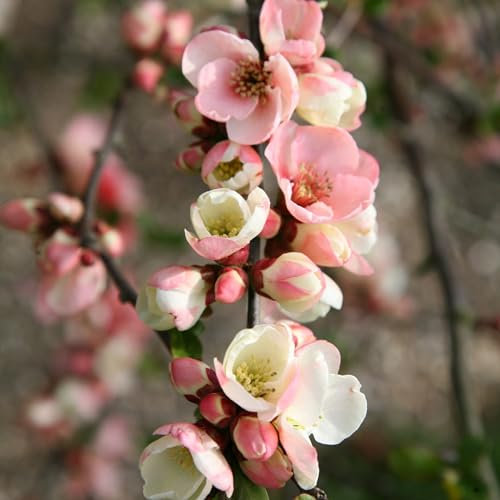 Plant Theory Moerloosei Flowering Quince Chaenomeles Speciosa Shrub Plant 2L Pot