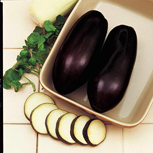 Suttons Aubergine Seeds Black Beauty, Vegetable Seed, Approx. 50 Seeds per Pack, Grow Your own, Ideal for Greenhouses