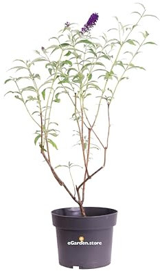 Pianta di Buddleja Davidii Albero delle Farfalle pianta ornamentale da esterno pianta vera da fiore vari colori venduta da eGarden.store (Buddleja Davidii Black Knight)