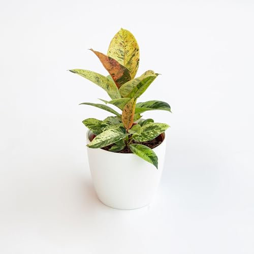 Pianta vera di Ficus elastica Shivereana - Diametro Vaso Ø 12 cm