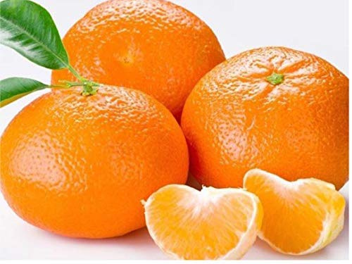 Graines d'arbres fruitiers de mandarine, de mandrin et d'oranger Citrus Reticulata paquet de 100 graines