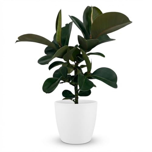 Pianta di gomma - Ficus Elastica Cloe - Verde - Bassa manutenzione - con Potter Bianco - 55-65cm - Ø19cm - Pianta d'appartamento - Sempreverde