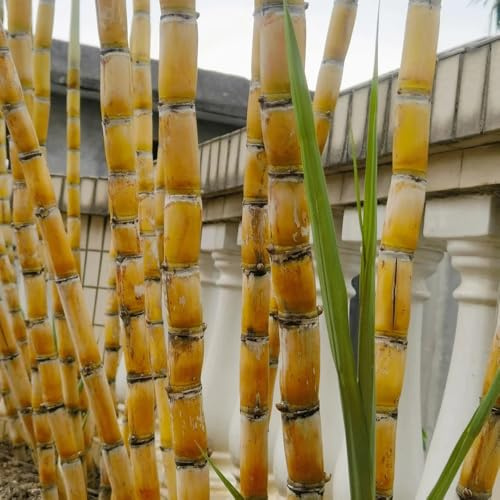 Semillas de caña de azúcar, variedades antiguas semillas de huerta de balcón para lugares soleados semillas de jardín 120pcs