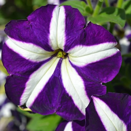 100 piezas de semillas de petunias blancas y moradas
