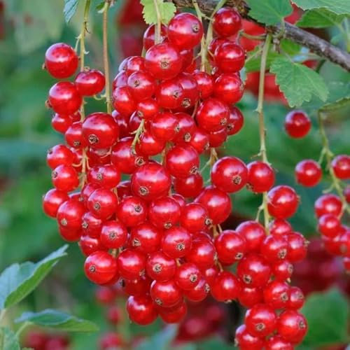johannisbeeren samen, johannisbeerstrauch obstbaum seltene pflanzen stachelbeeren pflanzen obst frisch samen zwergobstbäume indoor garten exotische pflanzen winterhart pflanzen samen 500pcs