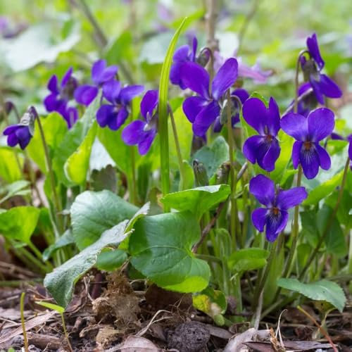 duftveilchen viola odorata samen kräuter pflanzen, winterharte kübelpflanzen indoor kräutergarten, exotische pflanzen winterhart kräutersamen, winterharte pflanzen für garten 35pcs