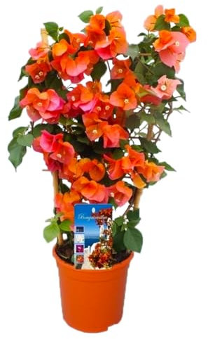 Plant in a Box - Bougainvillier 'Dania' - Bougainvillier sur support - Fleurs orange - Plante grimpante - Plante de jardin - Pot 17cm - Hauteur 50-60cm