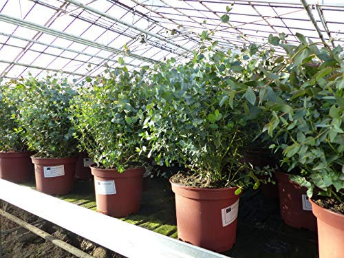 gruenwaren jakubik 2 Stück XXL Eucalyptus Gunni Gunnii Busch Eukalyptusbaum 50-60 cm, Pflanze winterhart