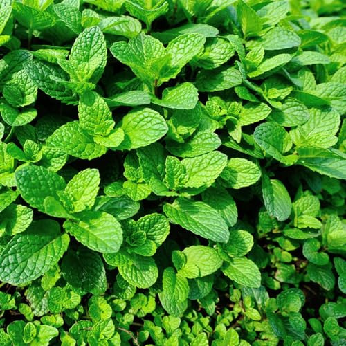 semi di menta al coperto - resistenti giardino rustica Regali decorativi balconi 300pcs