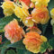 50 pezzi bellissimi semi di fiori di begonia casa giardino cortile decorazione bonsai in vaso per piantare giardini