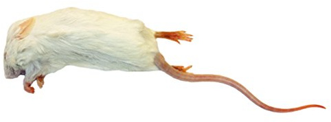 Peregrine Livefoods Frozen Mice - Large Size 22-30g - Pack of 10